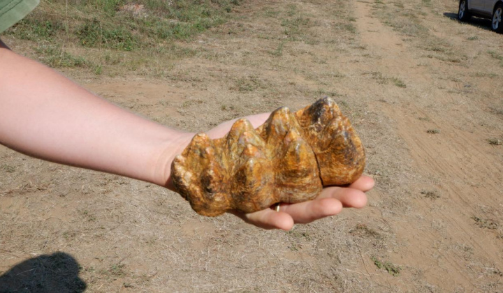 17. fotografia fotogalérie Paleontologický výskum 2021