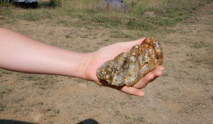 19. fotografia fotogalérie Paleontologický výskum 2021