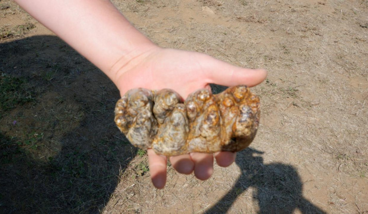 21. fotografia fotogalérie Paleontologický výskum 2021