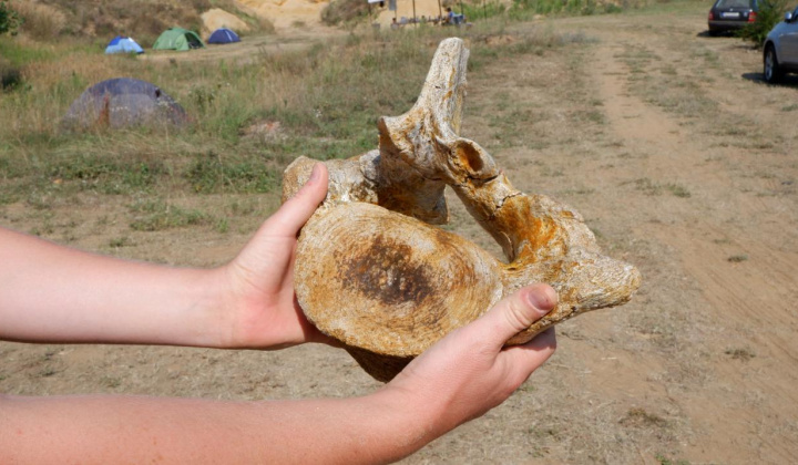 22. fotografia fotogalérie Paleontologický výskum 2021