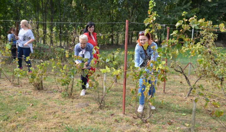 17. fotografia fotogalérie Oberačkové slávnosti v Budaörs-i