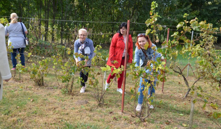 18. fotografia fotogalérie Oberačkové slávnosti v Budaörs-i