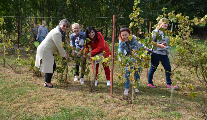 19. fotografia fotogalérie Oberačkové slávnosti v Budaörs-i