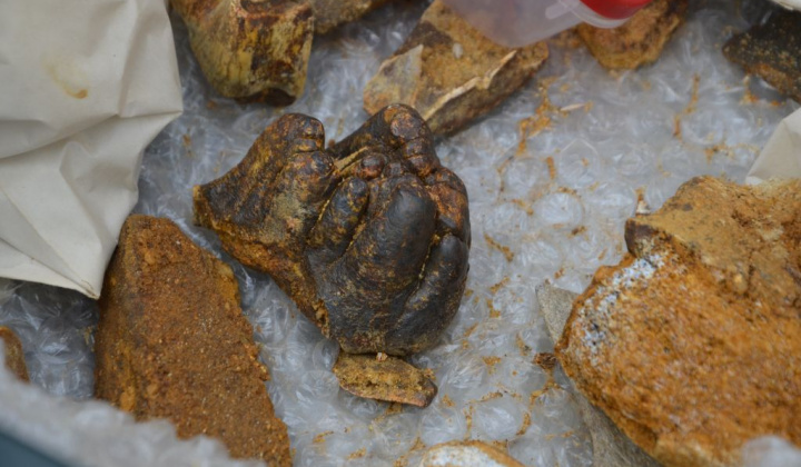 15. fotografia fotogalérie Paleontologický výskum 2019