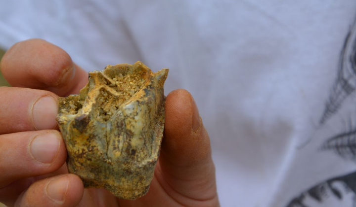 16. fotografia fotogalérie Paleontologický výskum 2019