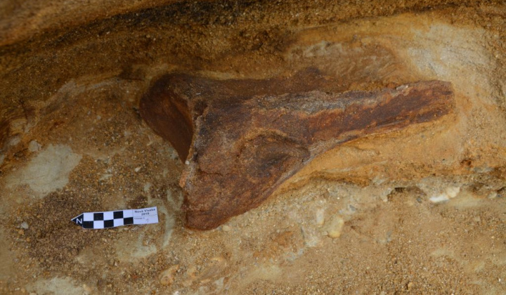 23. fotografia fotogalérie Paleontologický výskum 2019