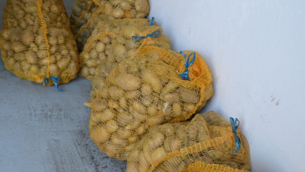 Fotografia fotogalérie Úroda z obecnej záhrady