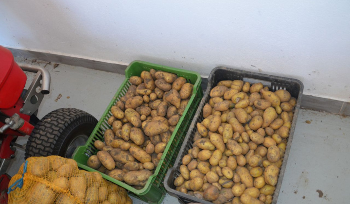 3. fotografia fotogalérie Úroda z obecnej záhrady