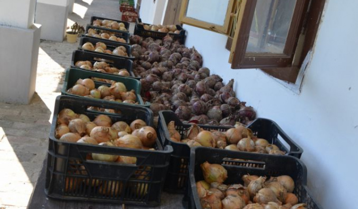 7. fotografia fotogalérie Úroda z obecnej záhrady