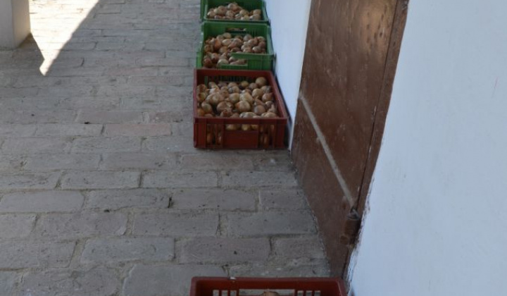 8. fotografia fotogalérie Úroda z obecnej záhrady