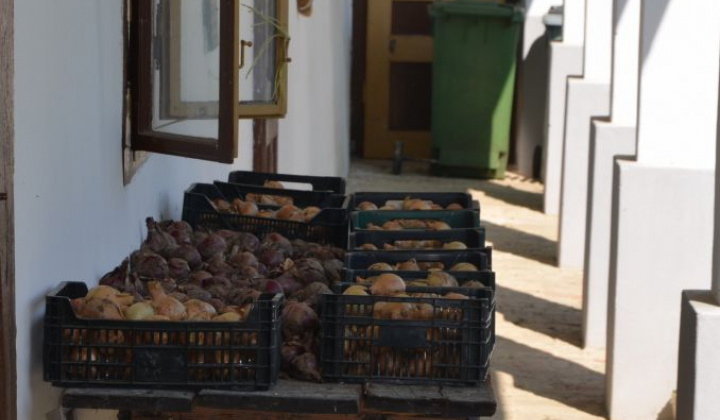 9. fotografia fotogalérie Úroda z obecnej záhrady