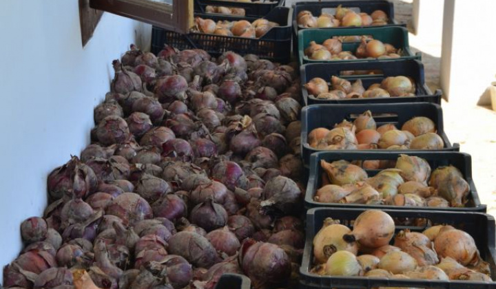 10. fotografia fotogalérie Úroda z obecnej záhrady