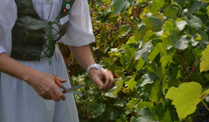 9. fotografia fotogalérie Oberačkové slávnosti - Budaörs