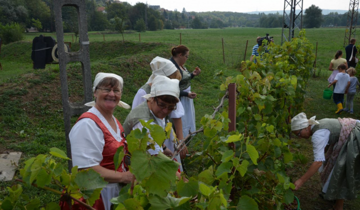 11. fotografia fotogalérie Oberačkové slávnosti - Budaörs