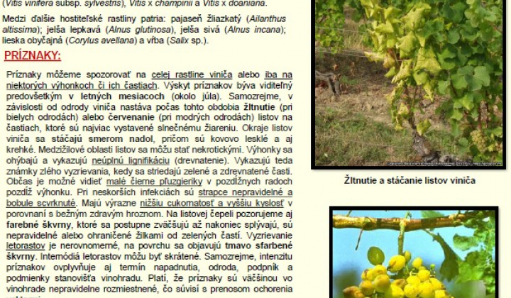 1. fotografia fotogalérie Aktuality / POZOR! Výskyt zlatého žltnutia viniča!!! - foto