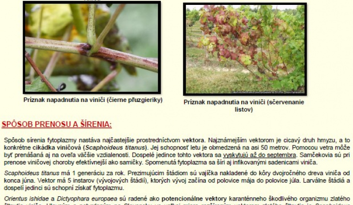 2. fotografia fotogalérie Aktuality / POZOR! Výskyt zlatého žltnutia viniča!!! - foto