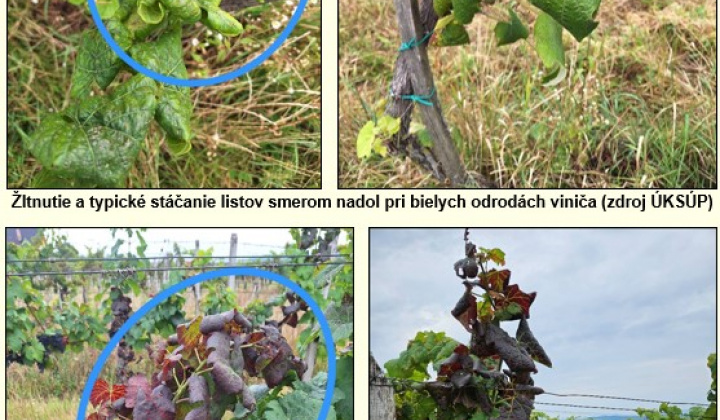 3. fotografia fotogalérie Aktuality / POZOR! Výskyt zlatého žltnutia viniča!!! - foto