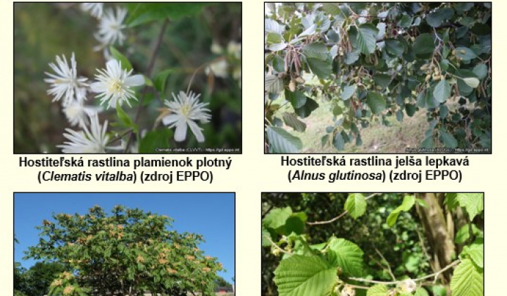 4. fotografia fotogalérie Aktuality / POZOR! Výskyt zlatého žltnutia viniča!!! - foto