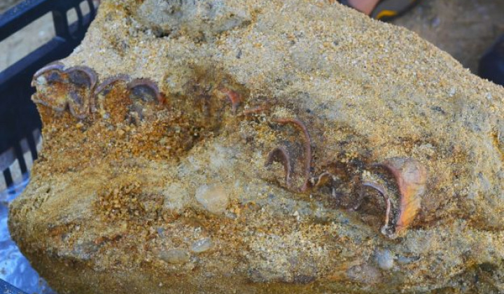 5. fotografia fotogalérie Zaujímavosti / Archeologické nálezy - foto