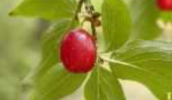 5. fotógaléria fotózás Zaujímavosti / Drieňová hora - foto