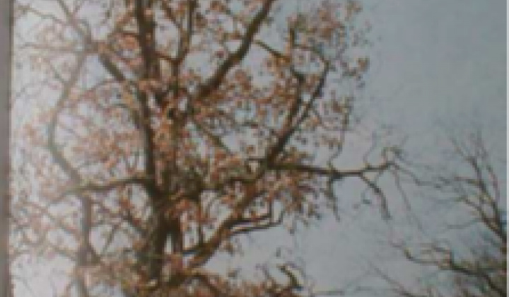 8. fotógaléria fotózás Zaujímavosti / Drieňová hora - foto