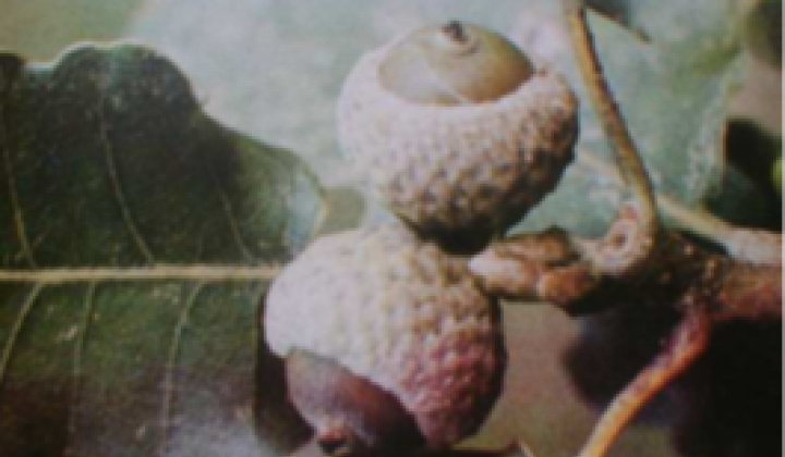 9. fotógaléria fotózás Zaujímavosti / Drieňová hora - foto