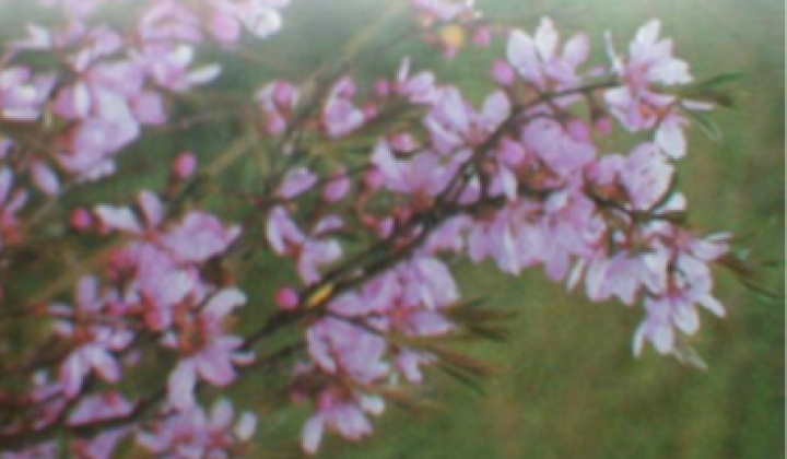 10. fotógaléria fotózás Zaujímavosti / Drieňová hora - foto