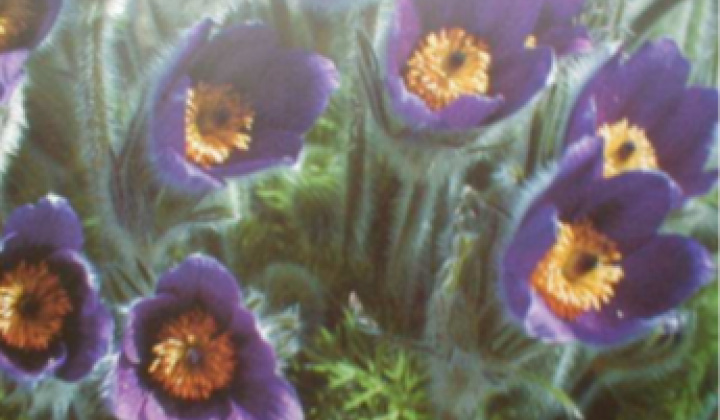 12. fotógaléria fotózás Zaujímavosti / Drieňová hora - foto