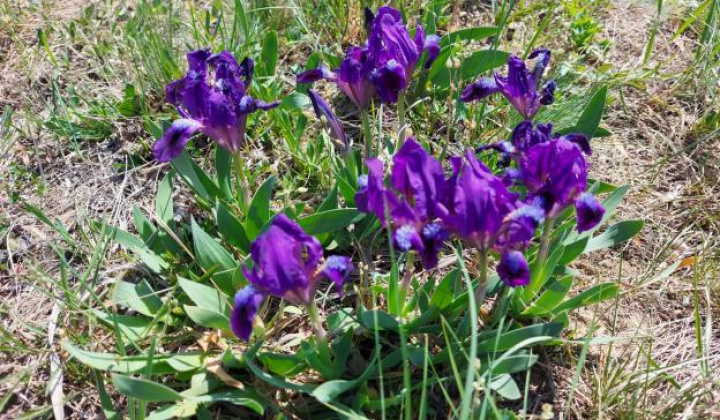 17. fotógaléria fotózás Zaujímavosti / Drieňová hora - foto