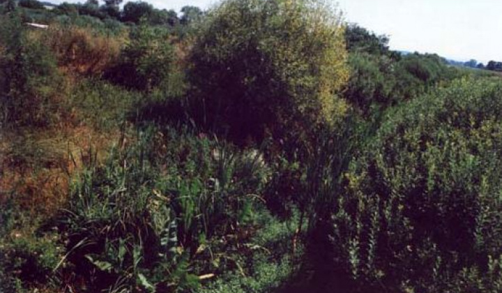 2. fotografia fotogalérie Zaujímavosti / Parížske močiare - foto