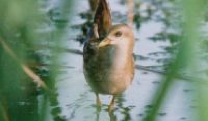 6. fotografia fotogalérie Zaujímavosti / Parížske močiare - foto