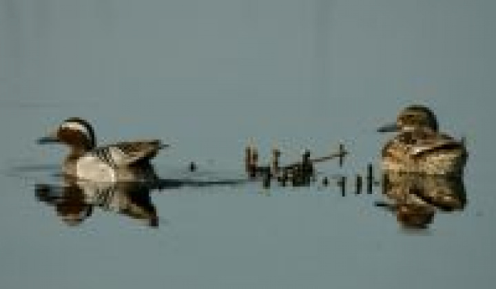 7. fotografia fotogalérie Zaujímavosti / Parížske močiare - foto