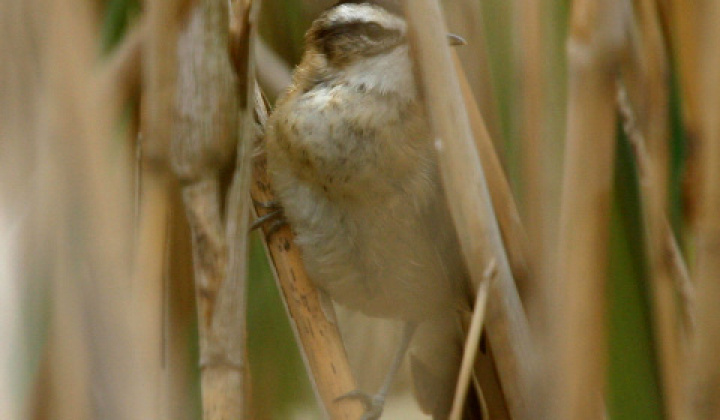 8. fotografia fotogalérie Zaujímavosti / Parížske močiare - foto