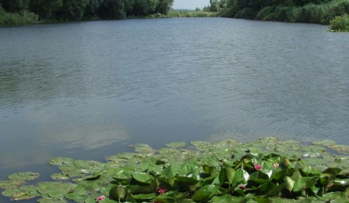 Fotka - Parížske močiare